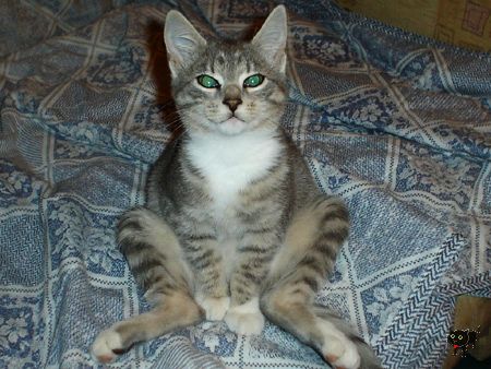 Kedi kurbağası